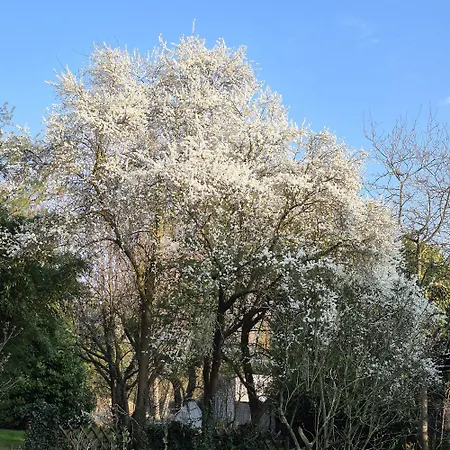 Ferienwohnung Sanderstrasse *